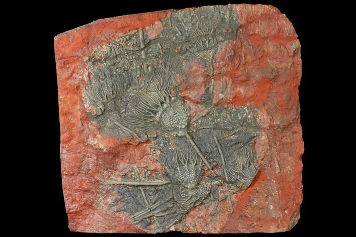 Silurian Fossil Crinoid (Scyphocrinites) Plate - Morocco #134253
